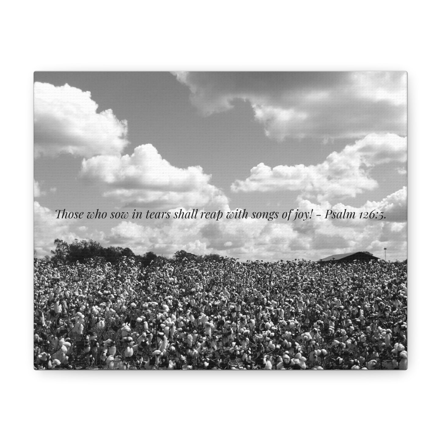 Faithful Harvest Canvas Print – Cotton Field Photography by P. French Barber  Southern-Inspired Christian Wall Art