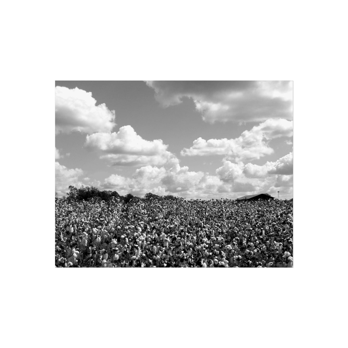 Faithful Harvest Fine Art Poster – Original Photography by P. French Barber