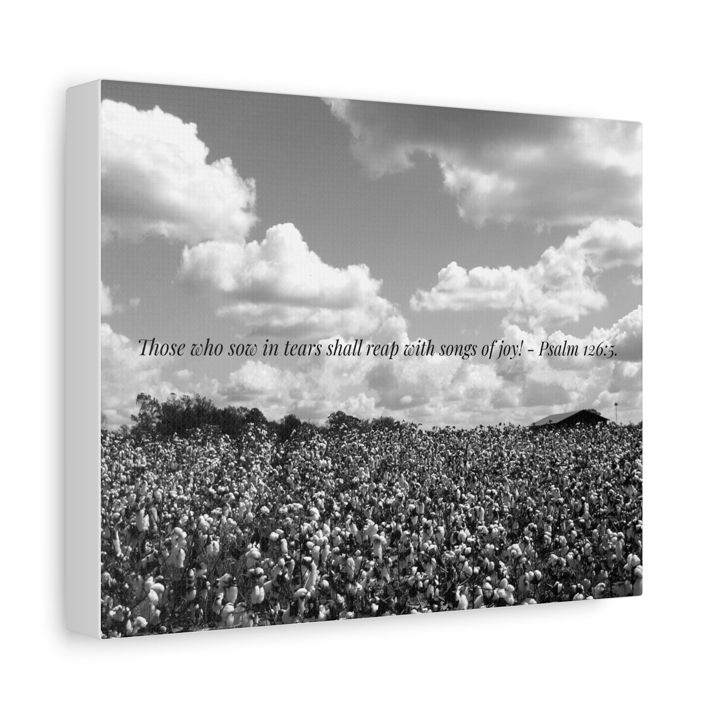 Faithful Harvest Canvas Print – Cotton Field Photography by P. French Barber  Southern-Inspired Christian Wall Art